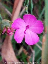 Clavel hispánico - Dianthus hispanicus. El Puntal - Jaén