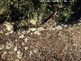 Era de los Baos. Empedrado destrozado por una plantacin de olivas