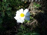 Jara hoja de laurel - Cistus laurifolius. La Hoya - Jaén