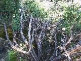 Jara hoja de laurel - Cistus laurifolius. La Hoya - Jaén