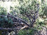 Jara hoja de laurel - Cistus laurifolius. La Hoya - Jaén