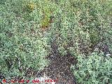 Jara hoja de laurel - Cistus laurifolius. Zagrilla Baja - Priego de Córdoba