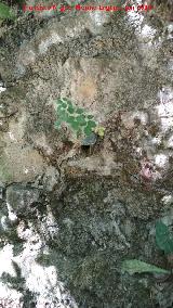 Fuente de las Veinte Novias. Caño