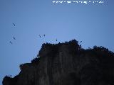 Poyón de Argasa. Buitres