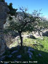 Altramuz del diablo - Anagyris foetida. Otiñar - Jaén
