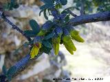 Altramuz del diablo - Anagyris foetida. Otiñar - Jaén