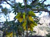 Altramuz del diablo - Anagyris foetida. Otiñar - Jaén