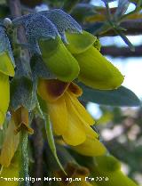 Altramuz del diablo - Anagyris foetida. Otiñar - Jaén