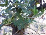 Altramuz del diablo - Anagyris foetida. Otiñar - Jaén
