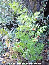 Rusco - Ruscus aculeatus. Ba�izuela - Torredelcampo