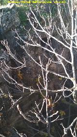 Castell�n de Caviedes. Abertura en la pared del hueco con �rbol