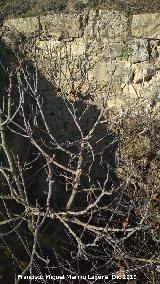 Castell�n de Caviedes. Pared de siller�a del hueco con �rbol