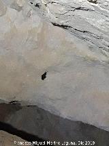 Complejo cavern�cola del Canjorro. Murci�lago