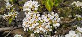 Peral - Pyrus communis. Flores. Cortijo de la Albardilla - Cambil