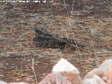 Pájaro Chotacabras europeo - Caprimulgus europaeus. Pantano del Guadalén - Vilches