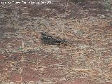 Pájaro Chotacabras europeo - Caprimulgus europaeus. Pantano del Guadalén - Vilches