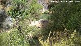 Río Cañamares. Poza y cascada