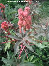 Ricino - Ricinus communis. Júzcar