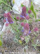 Coris - Coris monspeliensis. La Venta - Los Villares