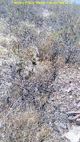 Trincheras del Cerro del Poblado de Confederación. 