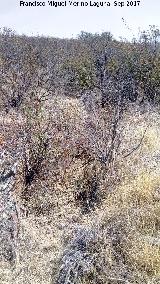 Trincheras del Cerro del Poblado de Confederación. 