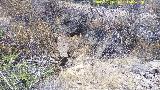 Trincheras del Cerro del Poblado de Confederación. Puesto de tiro