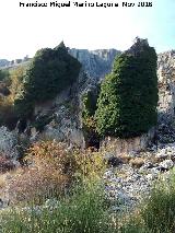 Aznaitín. Rocas cubierta de yedra en la parte de Jimena