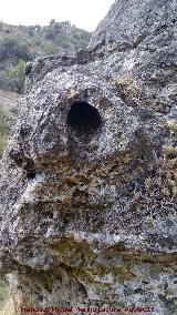 Yacimiento de Troncos fósiles del Tercero. Tronco cerca de las Casas Cueva del Tercero