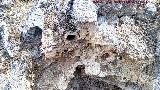 Yacimiento de Troncos fósiles del Tercero. Cerca de la Cueva del Tercero