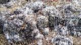 Yacimiento de Troncos fósiles del Tercero. Cerca de la Cueva del Tercero