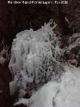 Cascada del Zurreón. Arbusto congelado