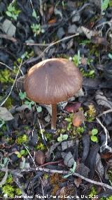 Hongo de San Juan - Psilocybe semilanceata. Paraje de la Cimbarra - Aldeaquemada