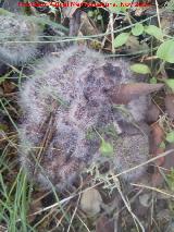Alfiler del sombrero - Spinellus fusiger. La Camuña - Castillo de Locubín