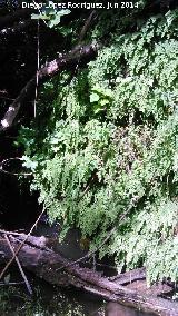 Culantrillo de pozo - Adiantum capillus-veneris. Arroyo de los Pozos - Úbeda
