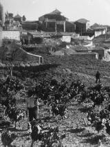 Colegiata de Santa María de los Reales Alcázares. Foto antigua
