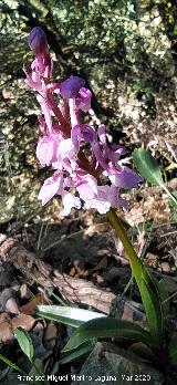 Orqu�dea Satir�n manchado - Orchis olbiensis. Cordel del Salado - Montej�car