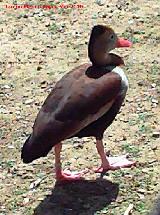 Pájaro Yaguasa de pico rojo - Dendrocygna autumnalis. Córdoba