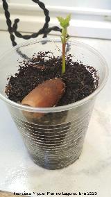 Alcornoque - Quercus suber. Los Villares