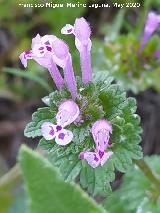 La Veleta - Los Villares Ortiga muerta - Lamium amplexicaule. La Veleta - Los Villares