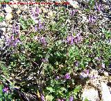 Ortiga muerta - Lamium amplexicaule. Jaén