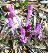 Ortiga muerta - Lamium amplexicaule. Jaén
