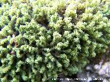 Musgo Dicranum scoparium - Dicranum scoparium. La Lancha (Andújar)