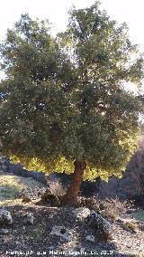 Encina - Quercus ilex. Ca�ada de los Habares - Valdepe�as de Ja�n