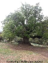 Quejigo del Carbón. 