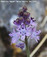 Jacinto endeble - Scilla autumnalis. Jaén