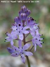 Jacinto endeble - Scilla autumnalis. Jaén