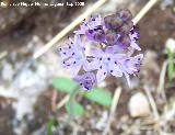 Jacinto endeble - Scilla autumnalis. Jaén