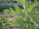 Acerolo - Crataegus azarolus. Valdepeñas de Jaén