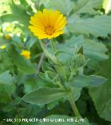 Caléndula silvestre - Calendula arvensis. Baeza