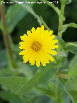 Caléndula silvestre - Calendula arvensis. Alharilla - Porcuna
